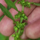 Rumex obtusifolius L.Rumex obtusifolius L.