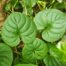 Viola palustris L.Viola palustris L.