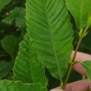 Castanea sativa Mill.Castanea sativa Mill.