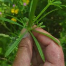 Galium aparine L.Galium aparine L.