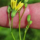Lapsana communis L.Lapsana communis L.