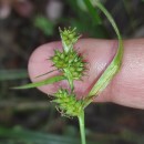Carex demissa Hornem.Carex demissa Hornem.