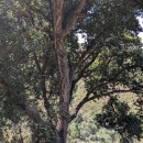 Quercus suber L.Quercus suber L.