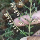 Calluna vulgaris (L.) HullCalluna vulgaris (L.) Hull