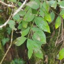 Fraxinus excelsior L.Fraxinus excelsior L.