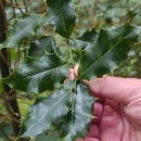 Ilex aquifolium L.Ilex aquifolium L.