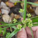 Cyperus eragrostis Lam.Cyperus eragrostis Lam.