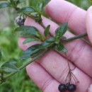 Solanum chenopodioides Lam.Solanum chenopodioides Lam.