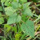 Urtica dioica L.Urtica dioica L.