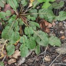 Rumex pulcher L. subsp. pulcherRumex pulcher L. subsp. pulcher