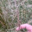 Juncus maritimus Lam.Juncus maritimus Lam.