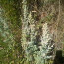 Artemisia absinthium L.Artemisia absinthium L.