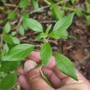 Parietaria judaica L.Parietaria judaica L.