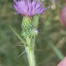 Cirsium palustre (L.) Coss. ex Scop.Cirsium palustre (L.) Coss. ex Scop.