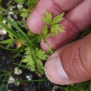 Ranunculus trilobus Desf.Ranunculus trilobus Desf.