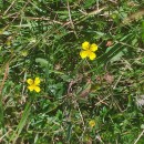 Potentilla erecta (L.) Raeusch.Potentilla erecta (L.) Raeusch.