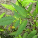 Bidens frondosa L.Bidens frondosa L.