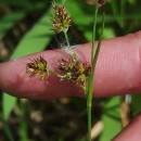 Luzula multiflora (Ehrh.) Lej.Luzula multiflora (Ehrh.) Lej.
