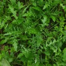 Galactites tomentosa MoenchGalactites tomentosa Moench