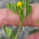 Medicago polymorpha L.Medicago polymorpha L.