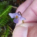 Viola palustris L.Viola palustris L.