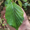 Corylus avellana L.Corylus avellana L.