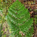Dryopteris guanchica Gibby & JermyDryopteris guanchica Gibby & Jermy