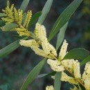 Acacia longifolia (Andrews) Willd.Acacia longifolia (Andrews) Willd.