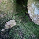 Schistostega pennata (Hedw.) F. Weber & D. MohrSchistostega pennata (Hedw.) F. Weber & D. Mohr