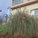 Cortaderia selloana (Schult. & Schult. fil) Asch. & Graebn.Cortaderia selloana (Schult. & Schult. fil) Asch. & Graebn.