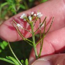 Cardamine flexuosa With.Cardamine flexuosa With.
