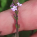 Verbena officinalis L.Verbena officinalis L.