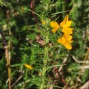 Ulex gallii Panch. subsp. breoganii (Castrov. & Valdés Berm.) Rivas Mart., T.E. Díaz, Fern. Prieto, Loidi & PenasUlex gallii Panch. subsp. breoganii (Castrov. & Valdés Berm.) Rivas Mart., T.E. Díaz, Fern. Prieto, Loidi & Penas