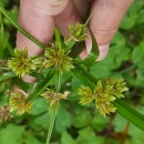 Cyperus eragrostis Lam.Cyperus eragrostis Lam.