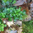 Saxifraga spathularis Brot.Saxifraga spathularis Brot.