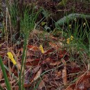 Narcissus cyclamineus DC.Narcissus cyclamineus DC.