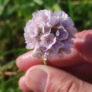 Armeria beirana FrancoArmeria beirana Franco