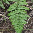 Dryopteris carthusiana (Vill.) H.P. FuchsDryopteris carthusiana (Vill.) H.P. Fuchs