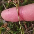 Luzula multiflora (Ehrh.) Lej.Luzula multiflora (Ehrh.) Lej.