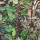 Pyrus cordata Desv.Pyrus cordata Desv.