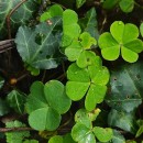 Oxalis acetosella L.Oxalis acetosella L.