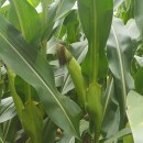 Zea mays L.Zea mays L.