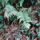 Dryopteris guanchica Gibby & JermyDryopteris guanchica Gibby & Jermy
