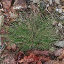 Agrostis curtisii KerguélenAgrostis curtisii Kerguélen