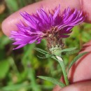 Centaurea nigra L. subsp. nigra .Centaurea nigra L. subsp. nigra .