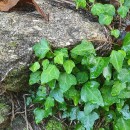 Hedera hibernica (G. Kirchn.) Bean‹Hedera hibernica (G. Kirchn.) Bean‹