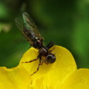 Synema globosum (Fabricius, 1775)Synema globosum (Fabricius, 1775)