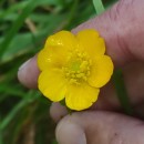 Ranunculus repens L.Ranunculus repens L.