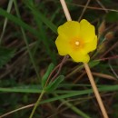 Halimium lasianthum (Lam.) Spach subsp. alyssoides (Lam.) GreuterHalimium lasianthum (Lam.) Spach subsp. alyssoides (Lam.) Greuter