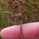 Juncus acutiflorus Ehrh. ex Hoffm.Juncus acutiflorus Ehrh. ex Hoffm.